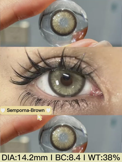 Semporna Brown 14.2mm 1 Pair | 1 Year